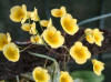 Dendrobium lindeyii syn aggregatum