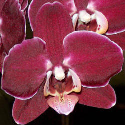 Dark Red Phal with White Outline 