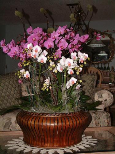  Orchid Arrangement
